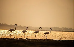 Birds silhouetted by golden water