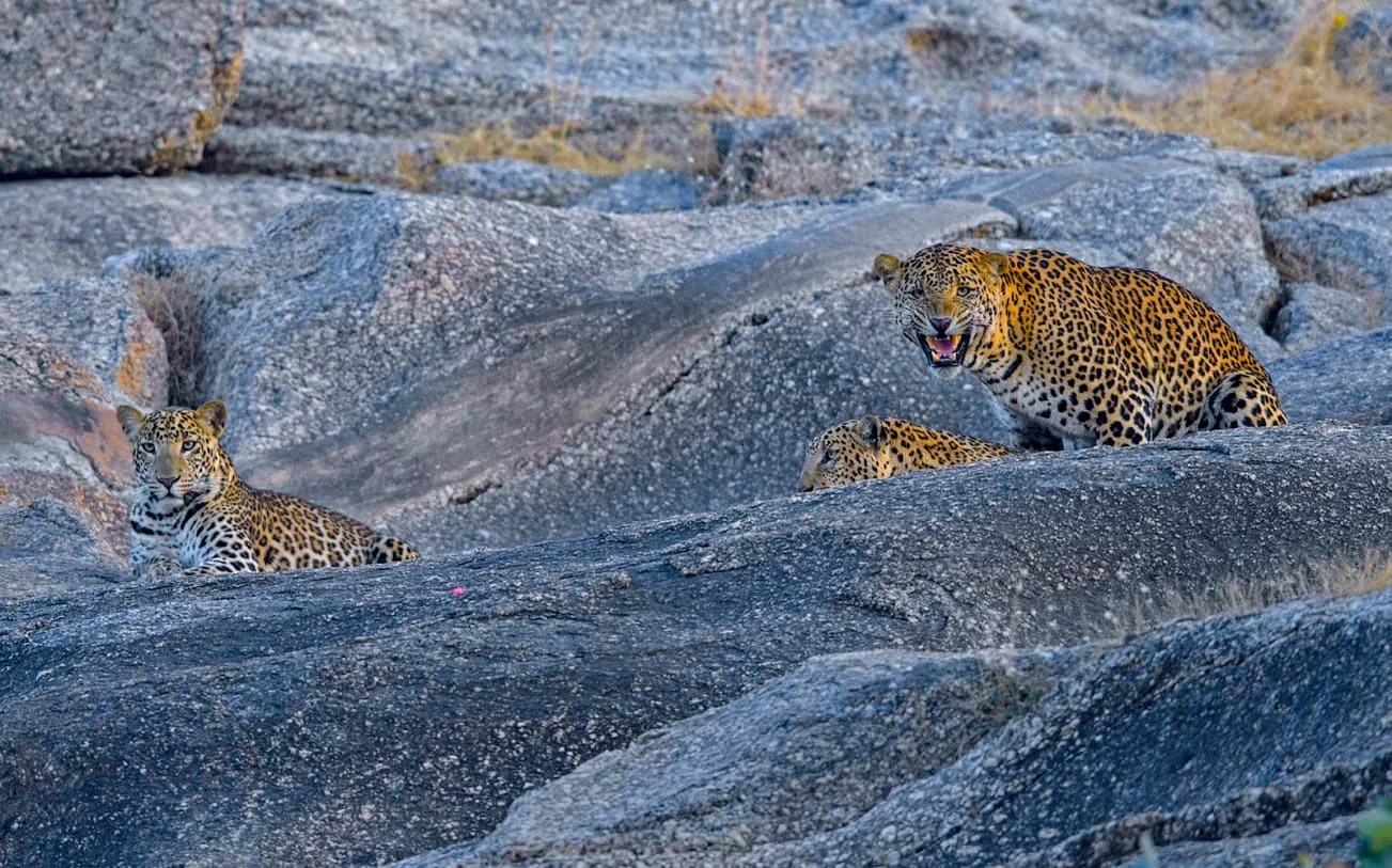 Leopards in the granite hills of Jawai