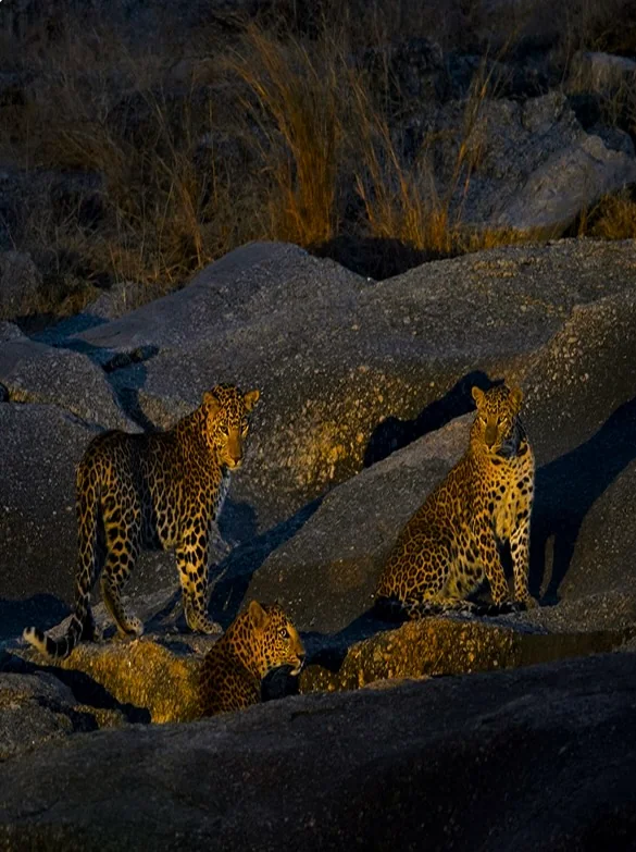 Leopards on the granite hills