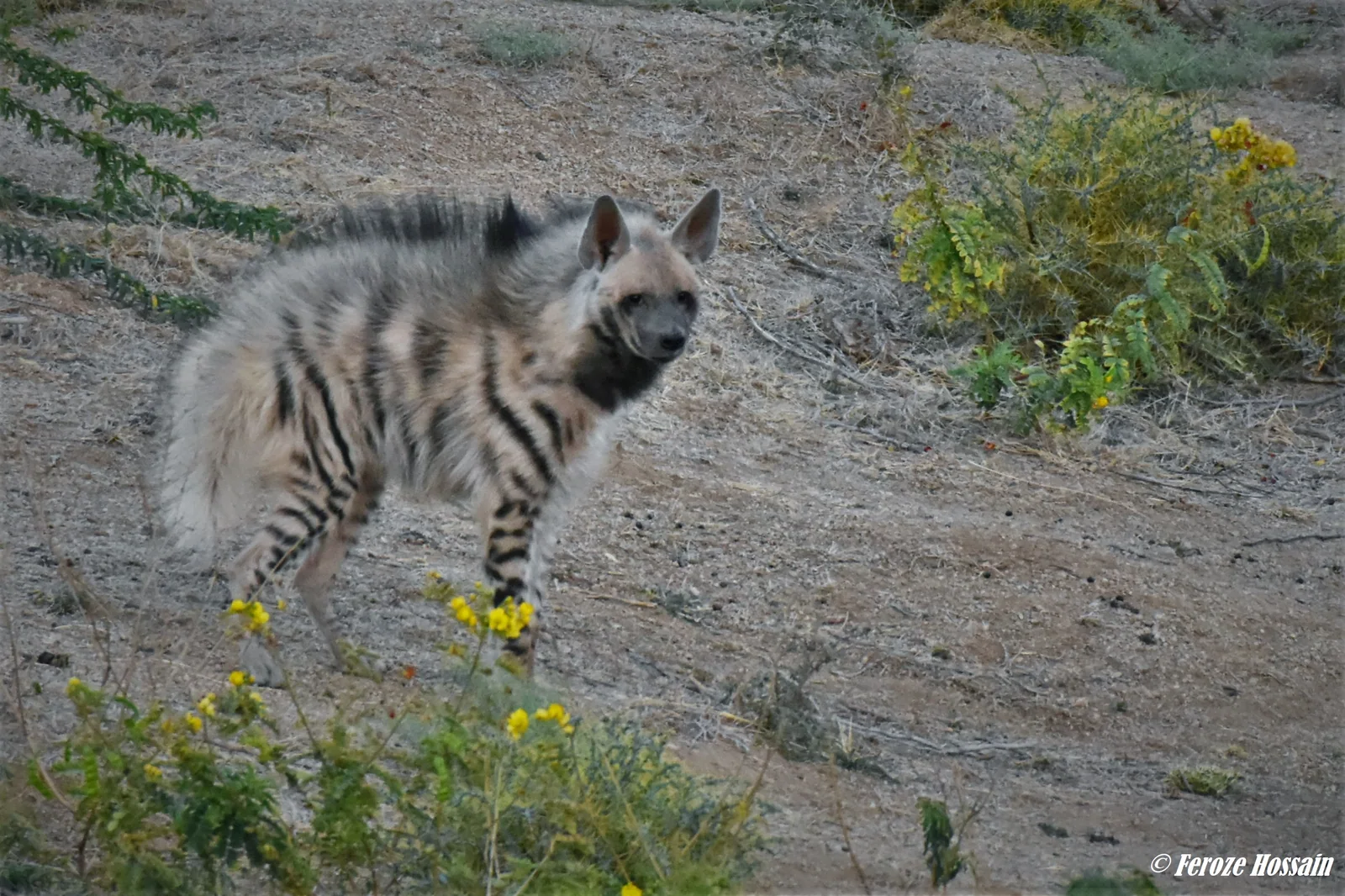 Another side of the wild