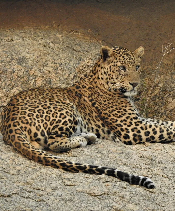 Leopard portrait on granite