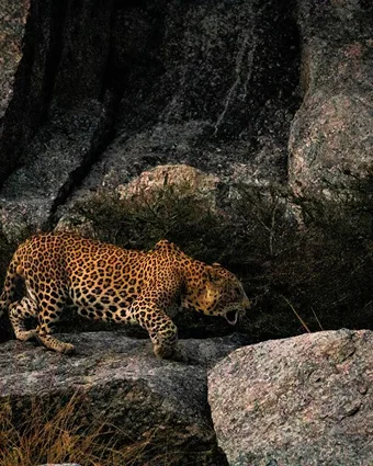 Preview of leopard country